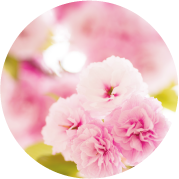 サトザクラ花エキス