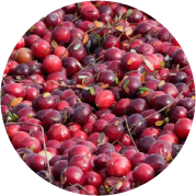 クランベリー果実エキス