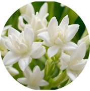 チューベロース多糖体